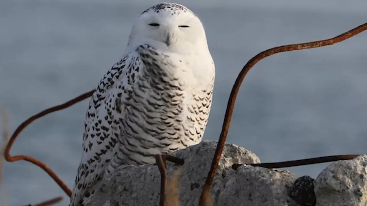 Highly Pathogenic Avian Flu Claims Lives of Two Snowy Owls in Toronto Park