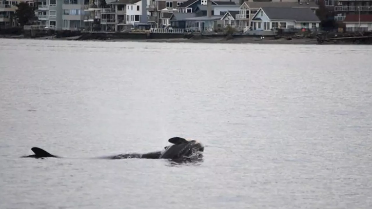 ‘It’s heartbreaking’: Grief-stricken orca continues to carry dead baby off B.C.