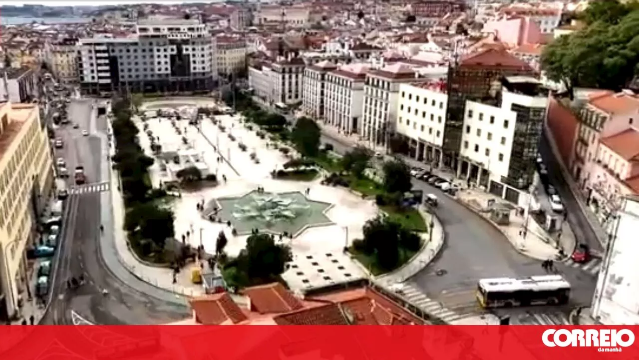 Javali de estimação em risco de ser abatido por ser considerado selvagem