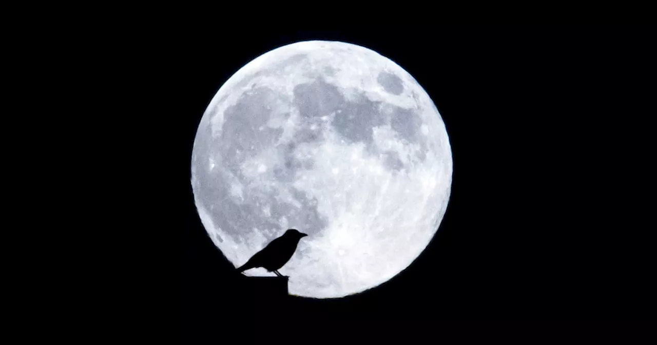 Bird Silhouetted Against Full Moon in Zurich