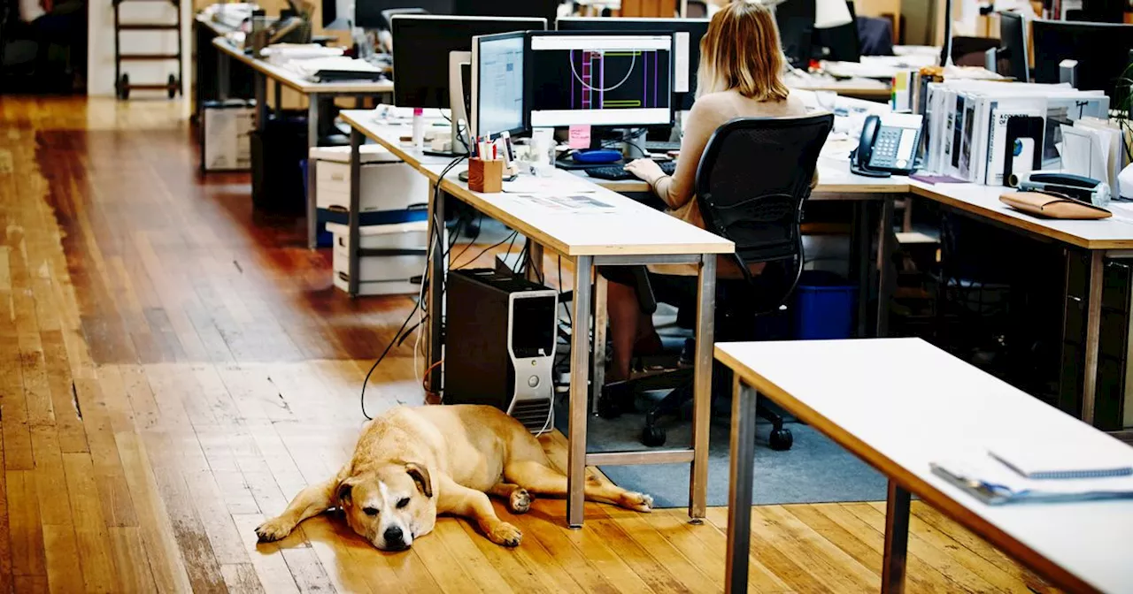 Brits willing to earn less if they can bring their furry friends to work