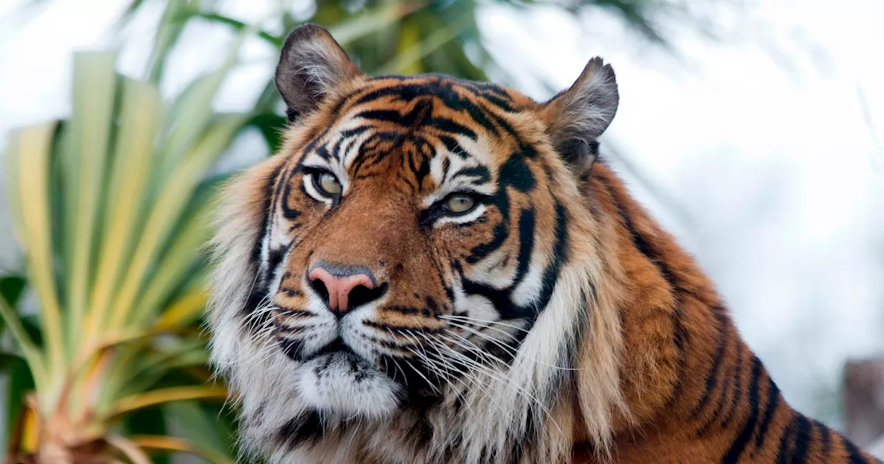 Edinburgh Zoo Offers £2,000 Tiger Feeding Experience