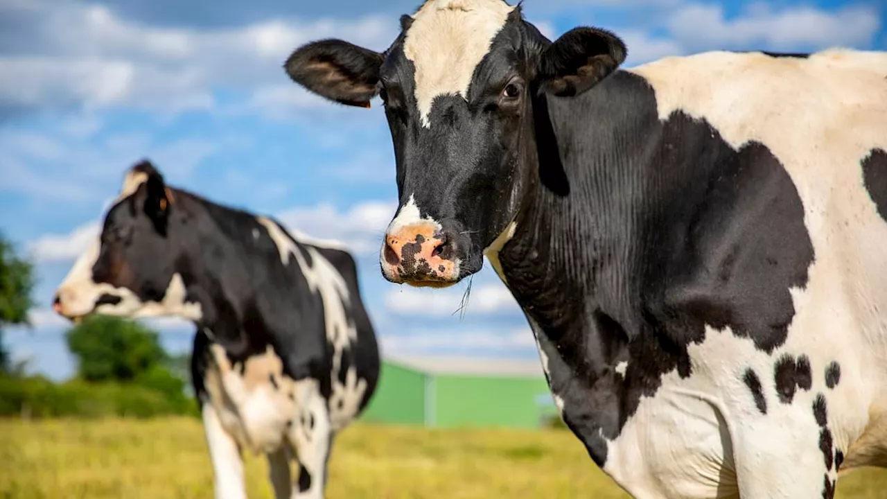 Council Apologizes to Dairy Farmers After 'Climate-Friendly' Milk Campaign Sparks Outrage