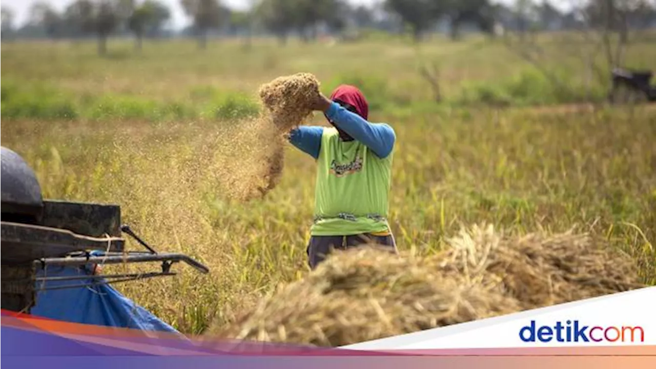 Bulog Target Serap Beras Petani 1,4 Juta Ton di Awal Tahun