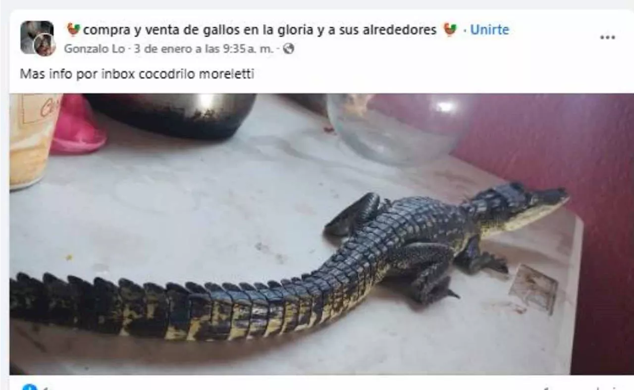 Denuncian tráfico de cocodrilos en redes sociales; los entregan en Metro de la CDMX