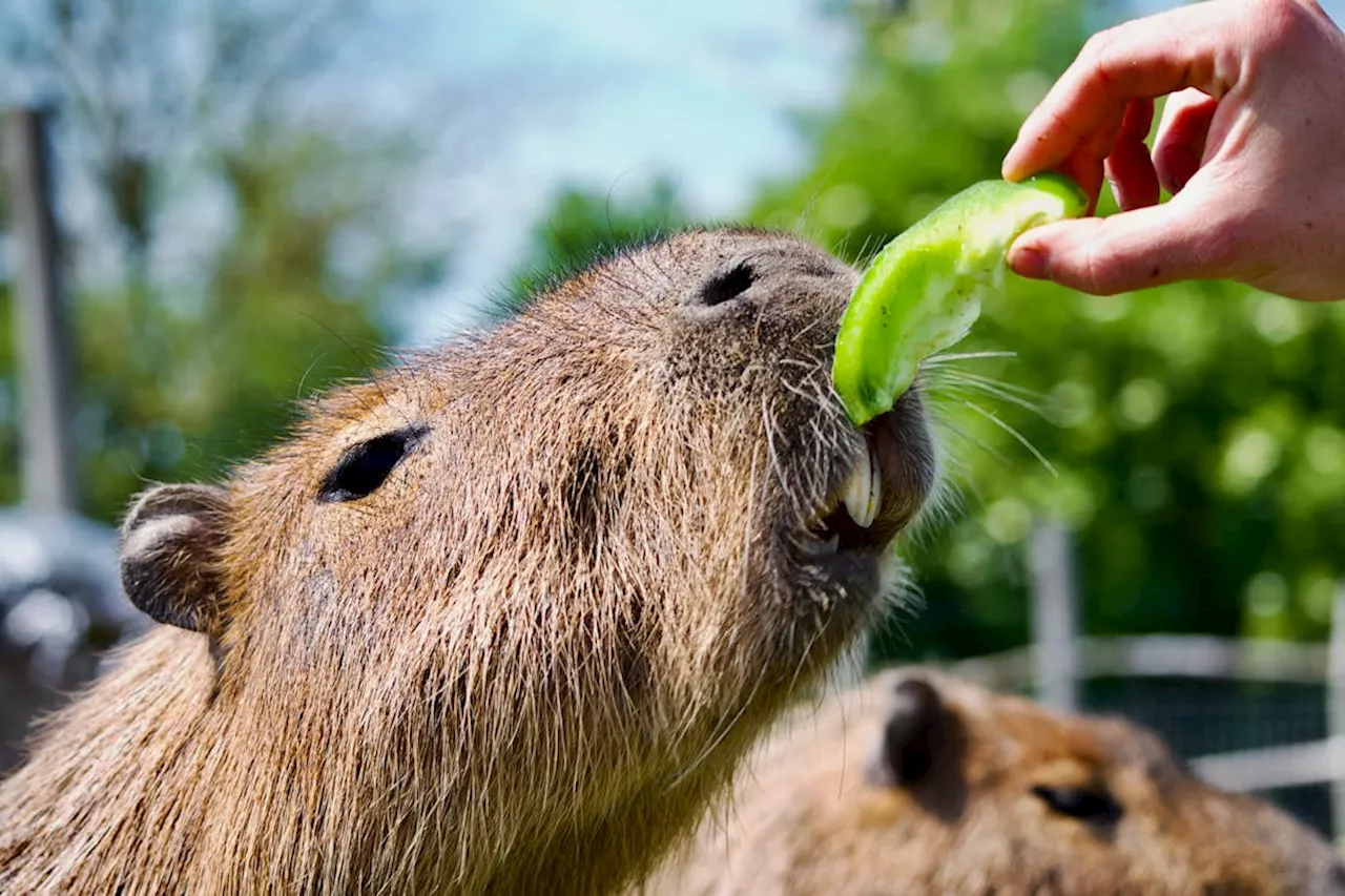 Descubre dónde interactuar con capibaras en la CDMX