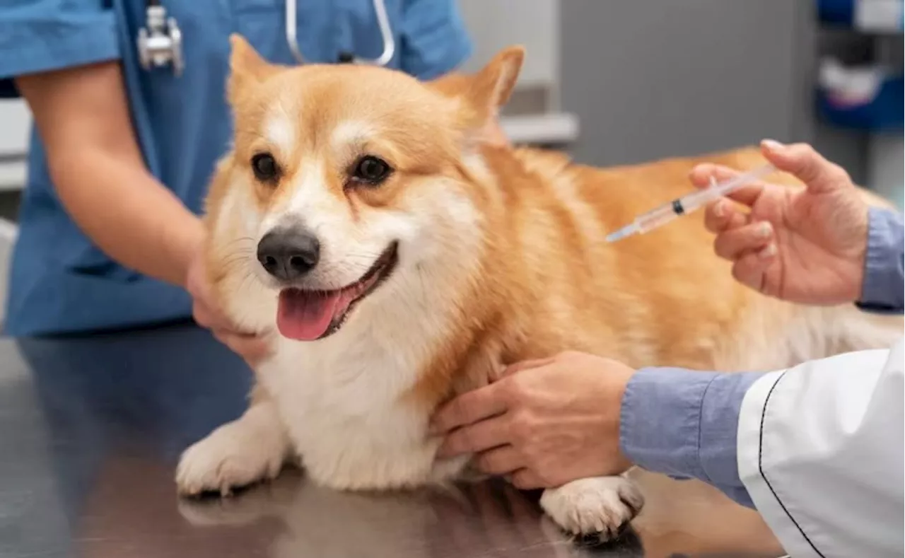 Expertos confirman por qué vacunar a tu perro o gato podría salvarles la vida; no pongas en riesgo a tu mascota