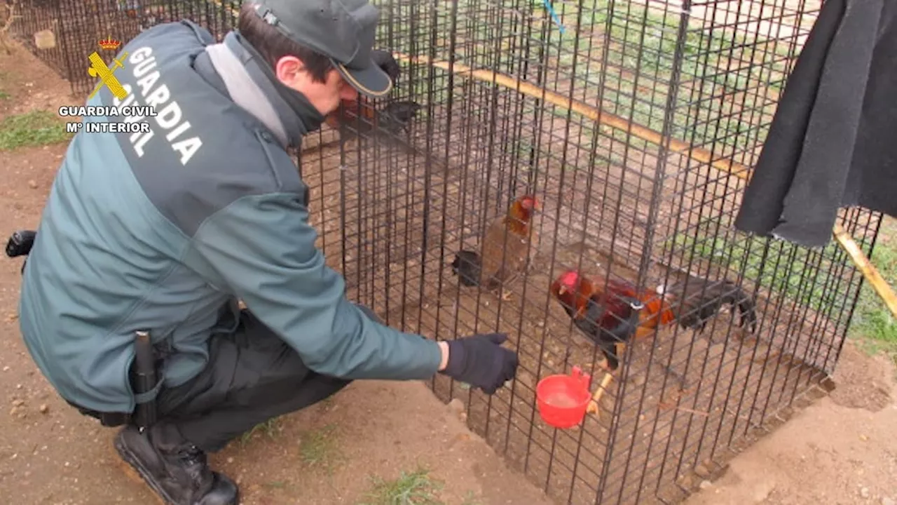 Guardia Civil Desmantela Criadero Ilegal de Gallos de Pelea em Tudela de Duero