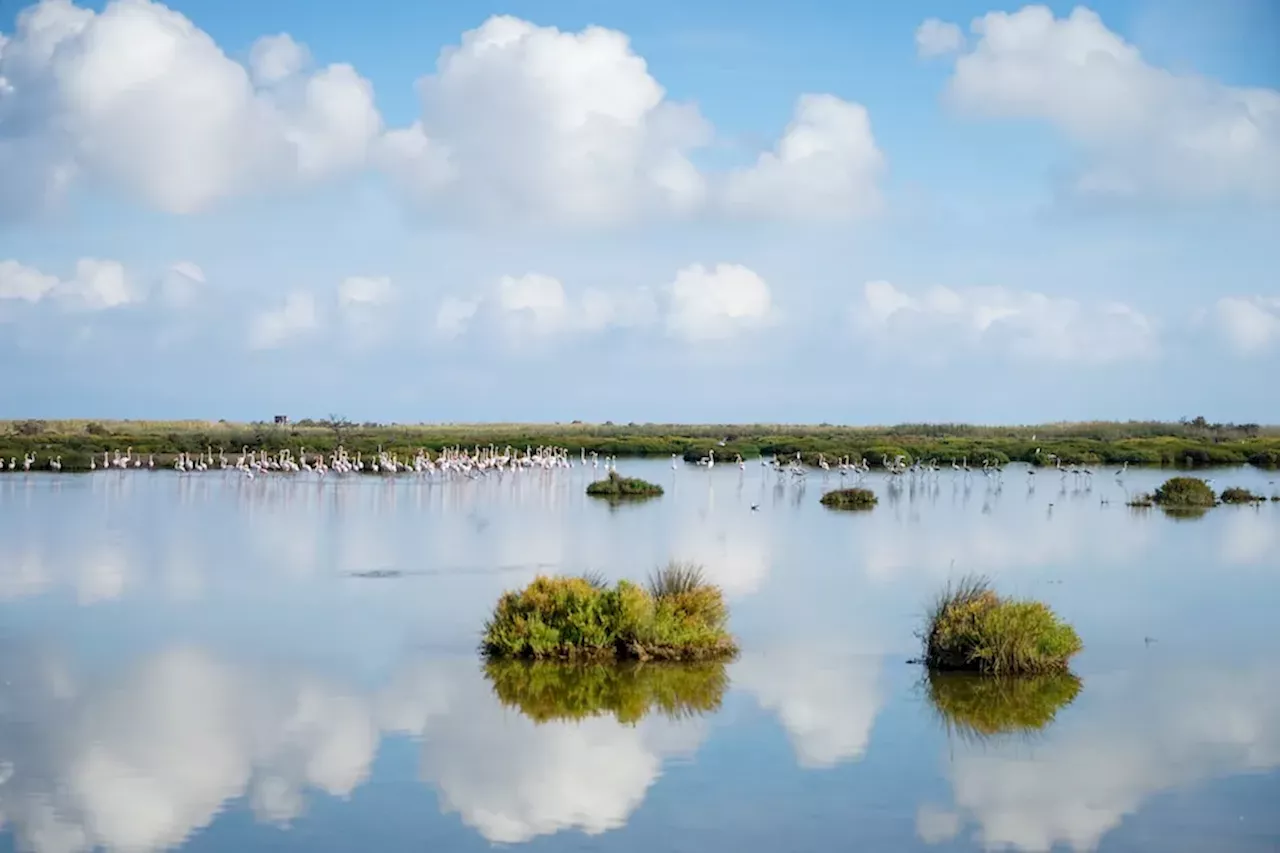 Isla de Buda: el paraíso en el Delta del Ebro donde se cultiva el mejor arroz