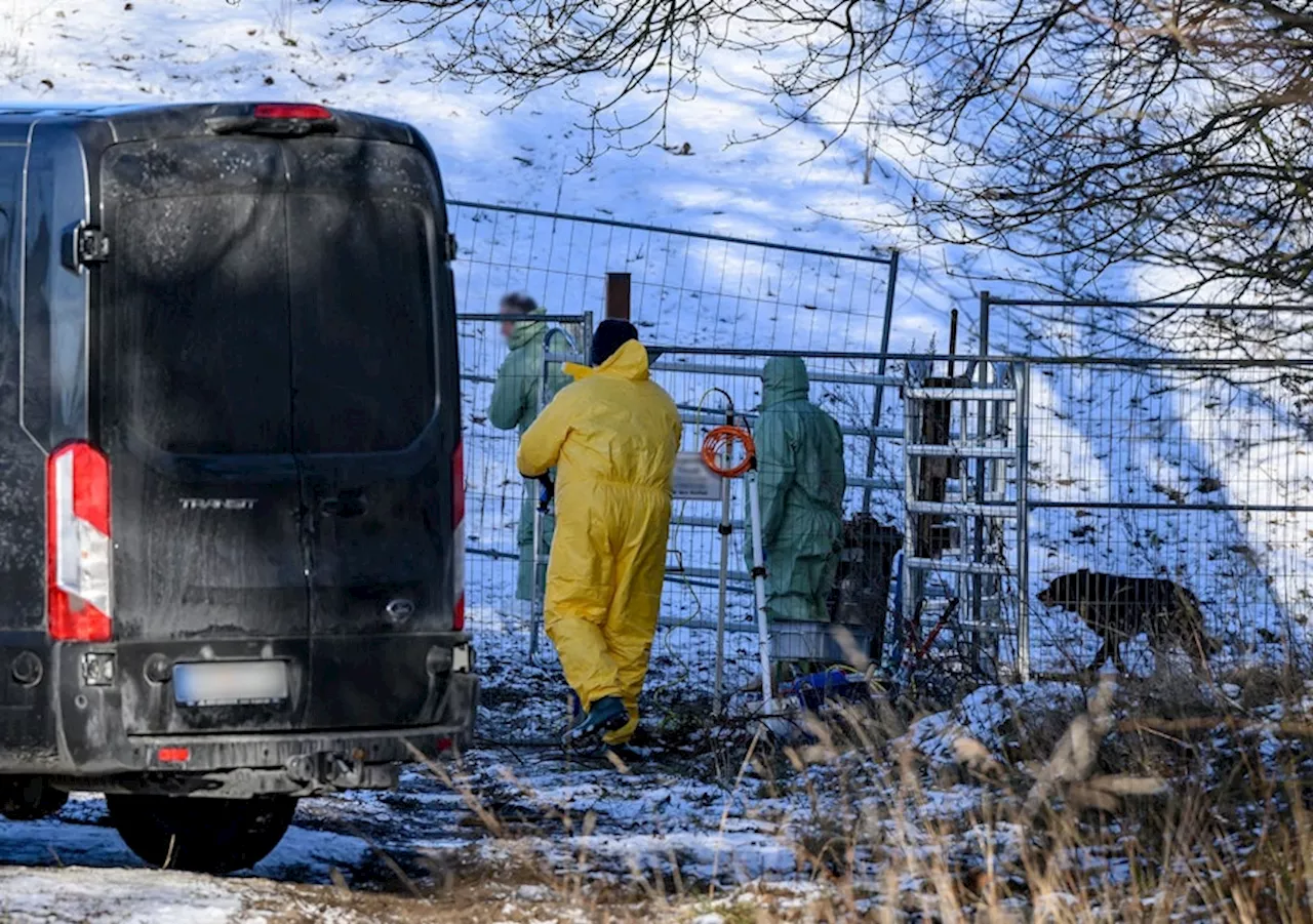 Maul- und Klauenseuche-Verdacht in Brandenburg nicht bestätigt