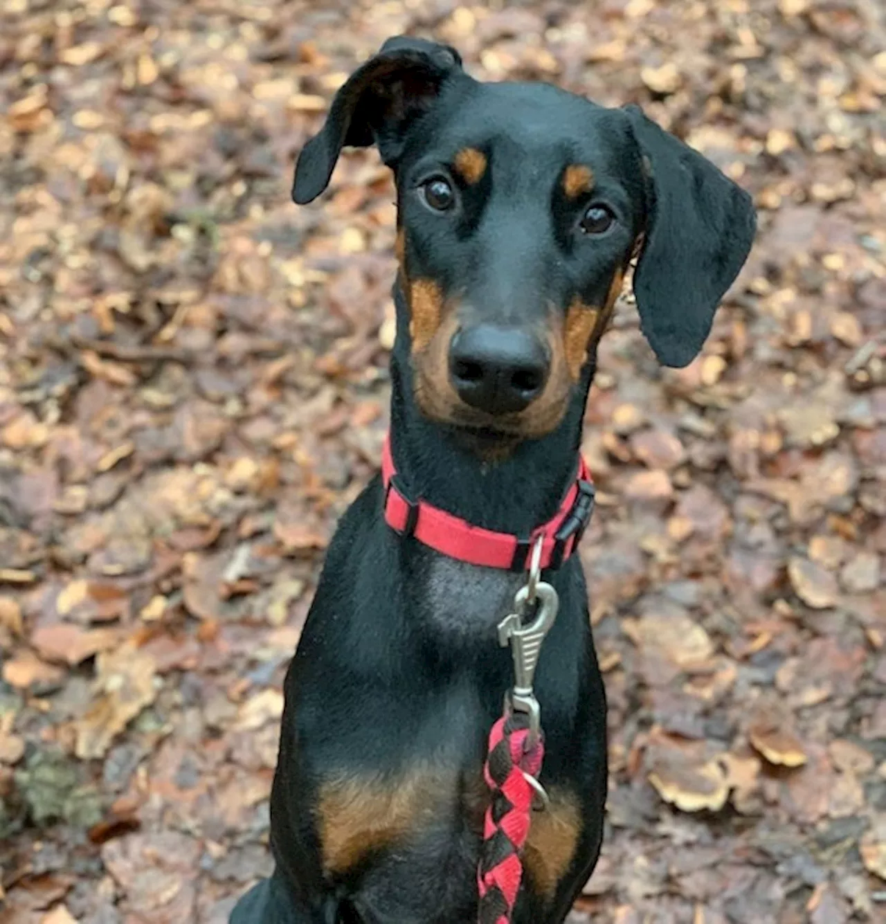 Sally in Köln ausgesetzt: Tierheim sucht für sie neues Zuhause