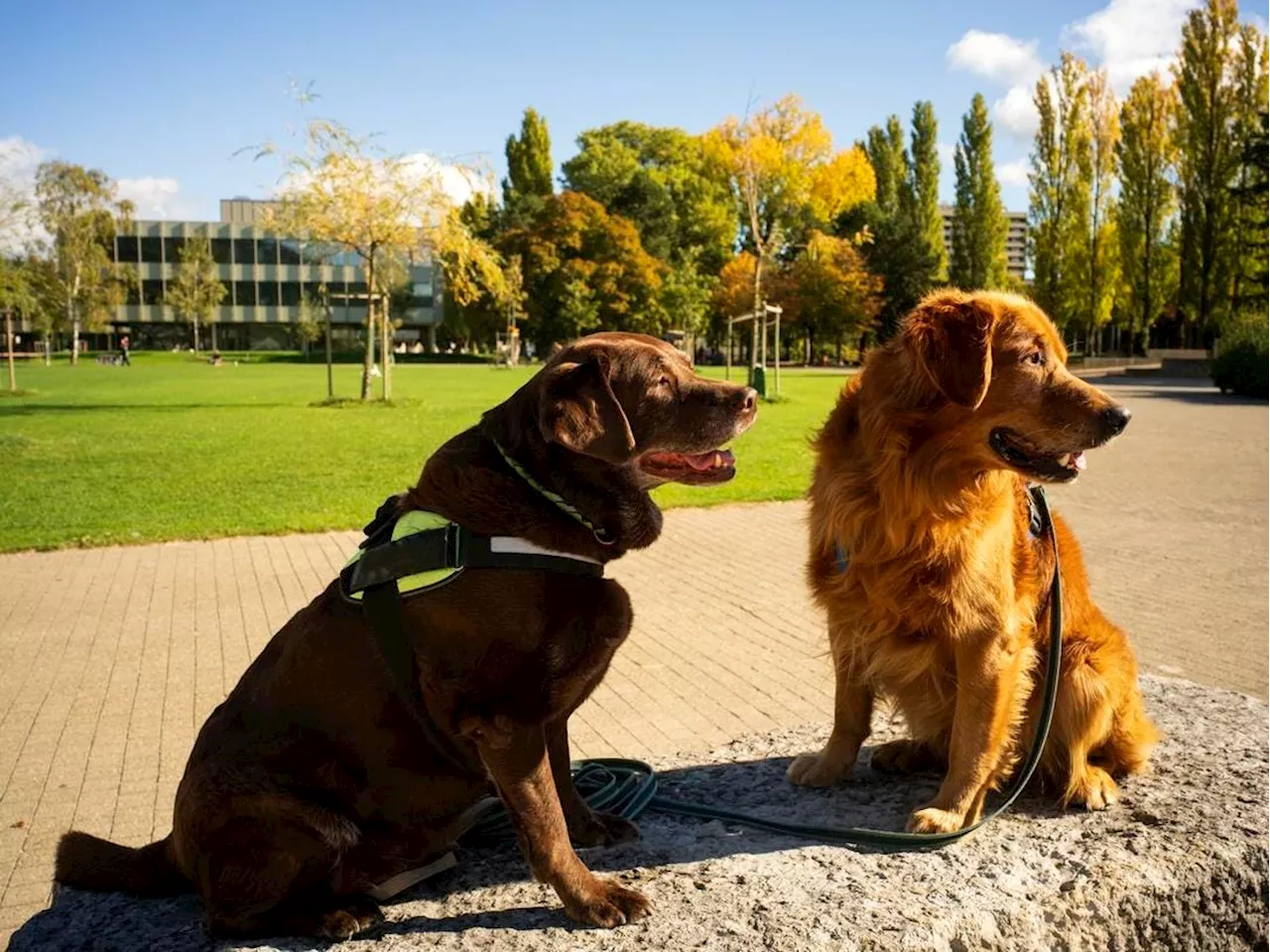 Animal-Assisted Interventions: A Growing Trend in College Mental Health