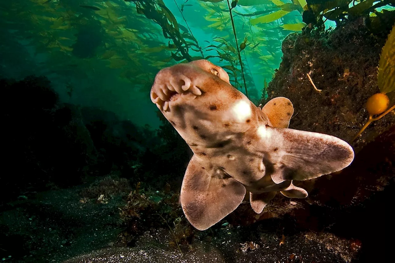 Cigarette Butts Are A Hidden Threat To California’s Horn Sharks