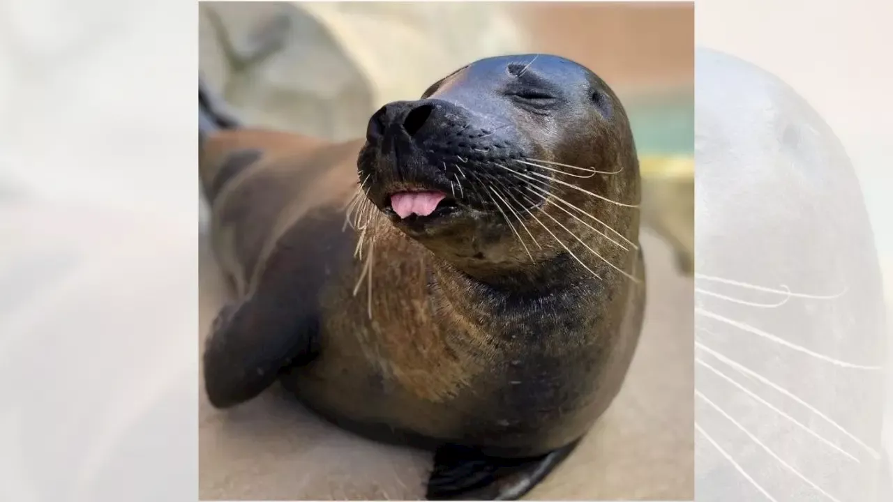 Highly Pathogenic Avian Influenza Claims Lives of Flamingo and Harbor Seal at Lincoln Park Zoo