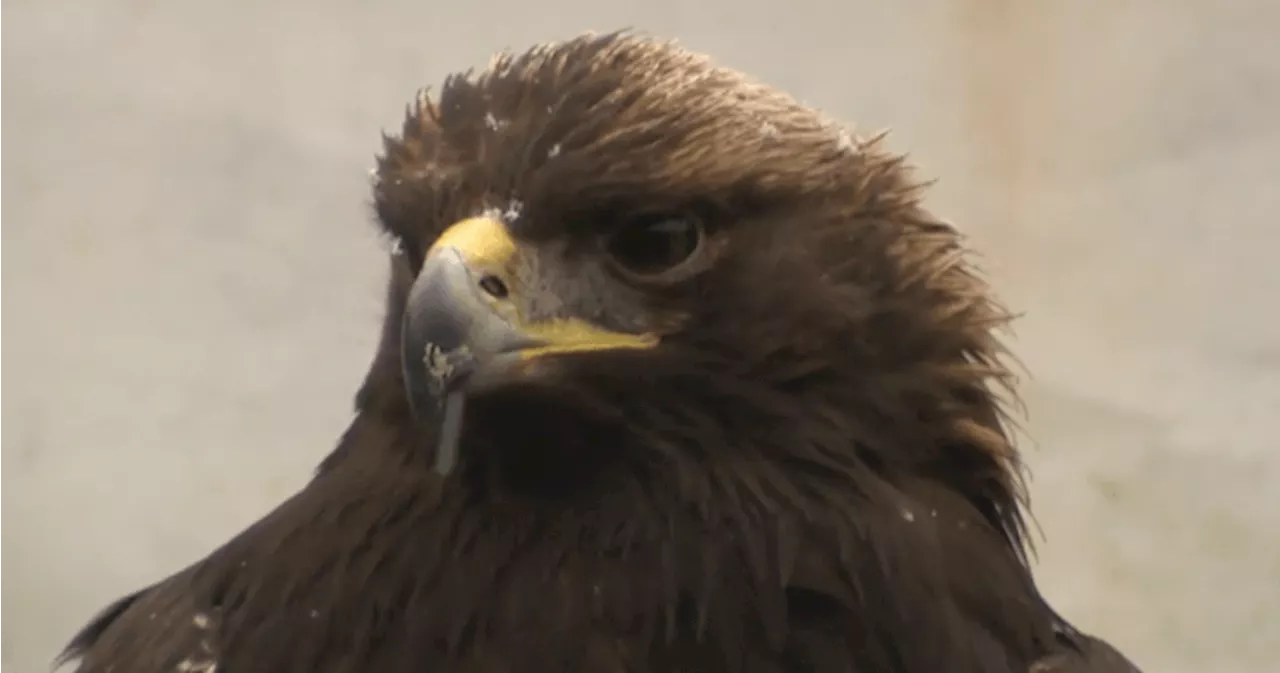 Injured Golden Eagle Finds New Life After Rescue