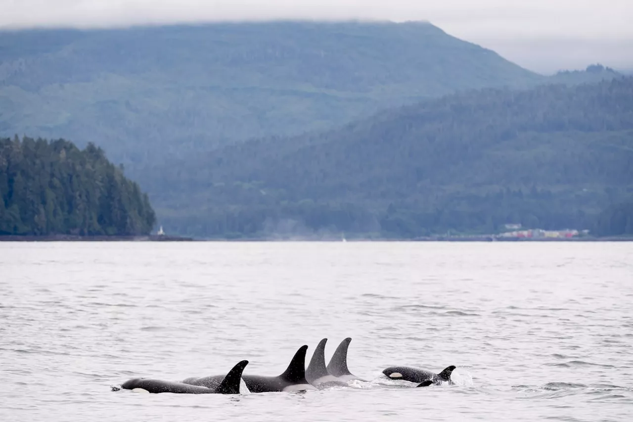 B.C. orca mom carries infant calf's body, echoing apparent grieving ritual from death of another calf years ago