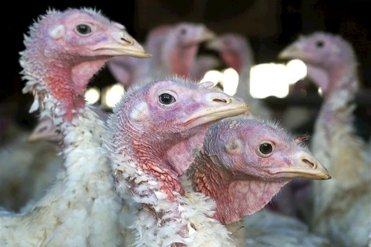 USDA Urges Increased Bird Flu Testing in Turkeys