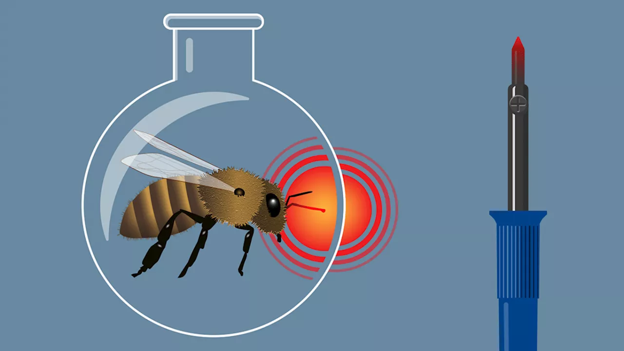 Spüren Mücken Schmerz, wenn wir sie erschlagen?