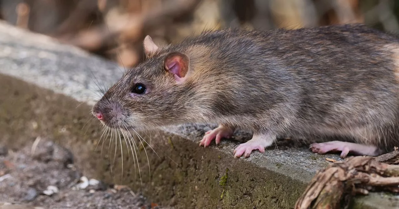 Drug-Addicted Rats Eat Through Houston Police Evidence