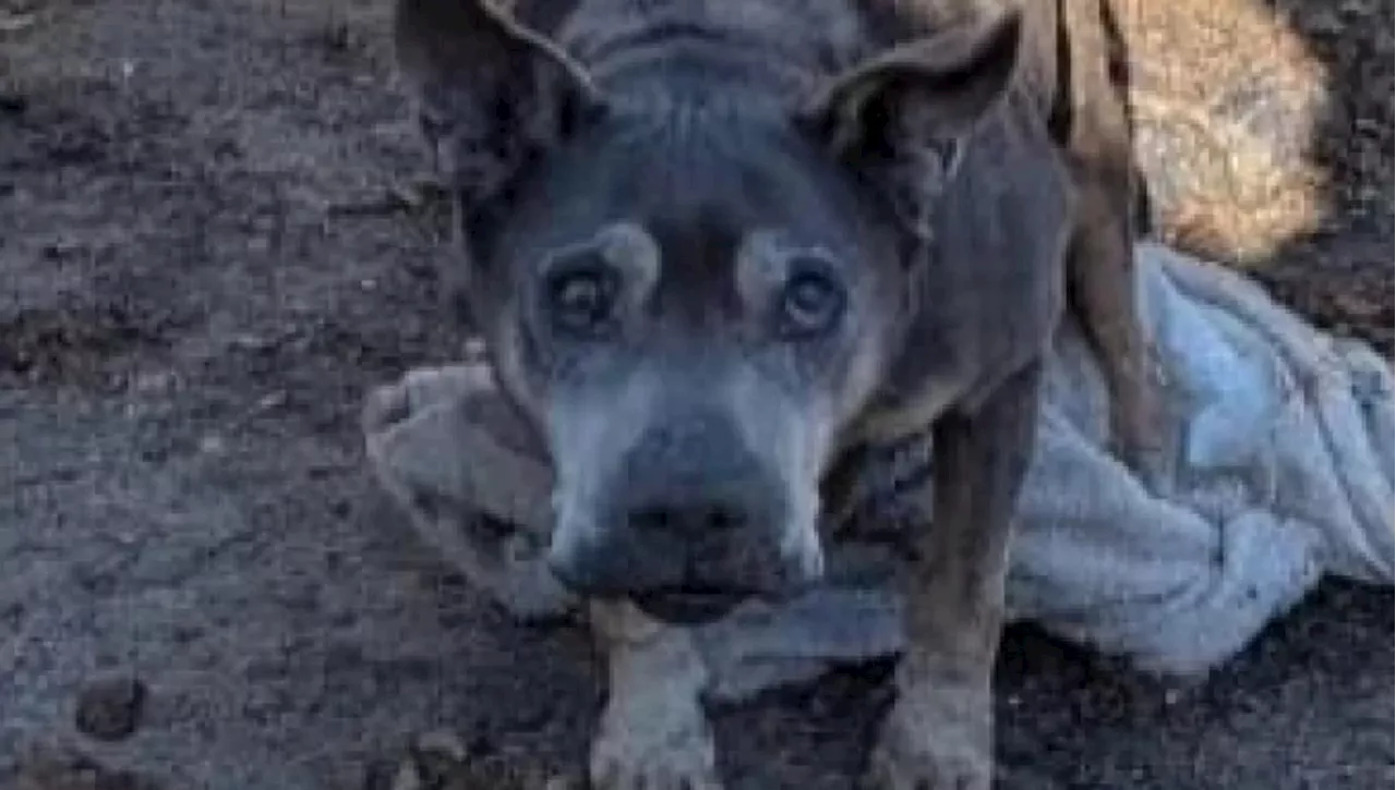 Miracolo di Natale: Cane Anziano Salvato dal Gelo in New Jersey