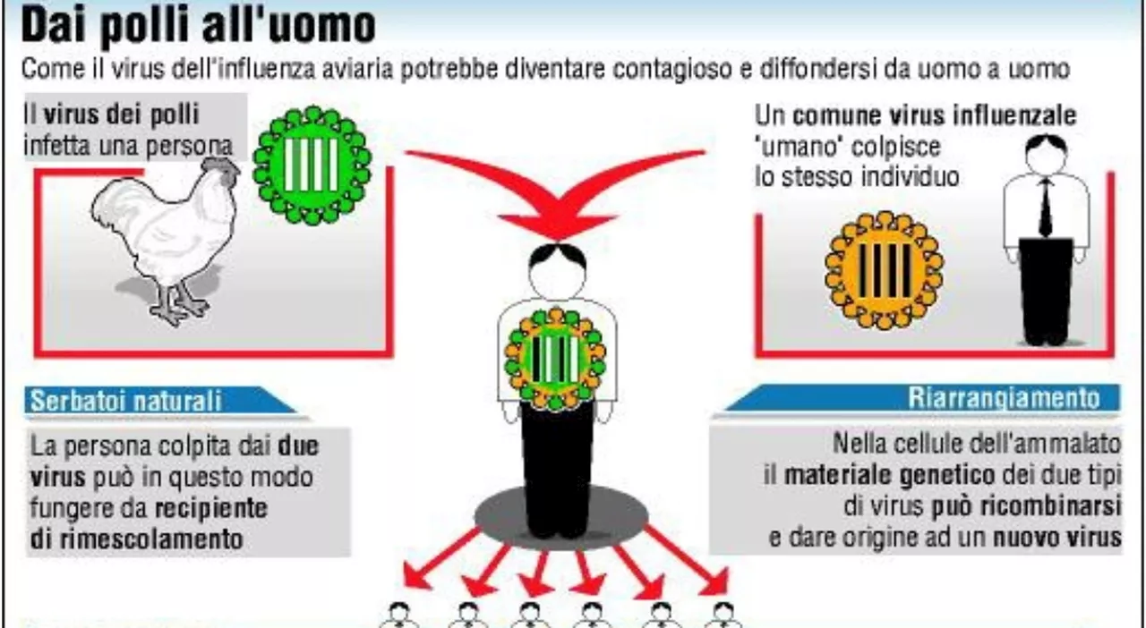 Influenza Aviaria in un Gatto in Emilia Romagna