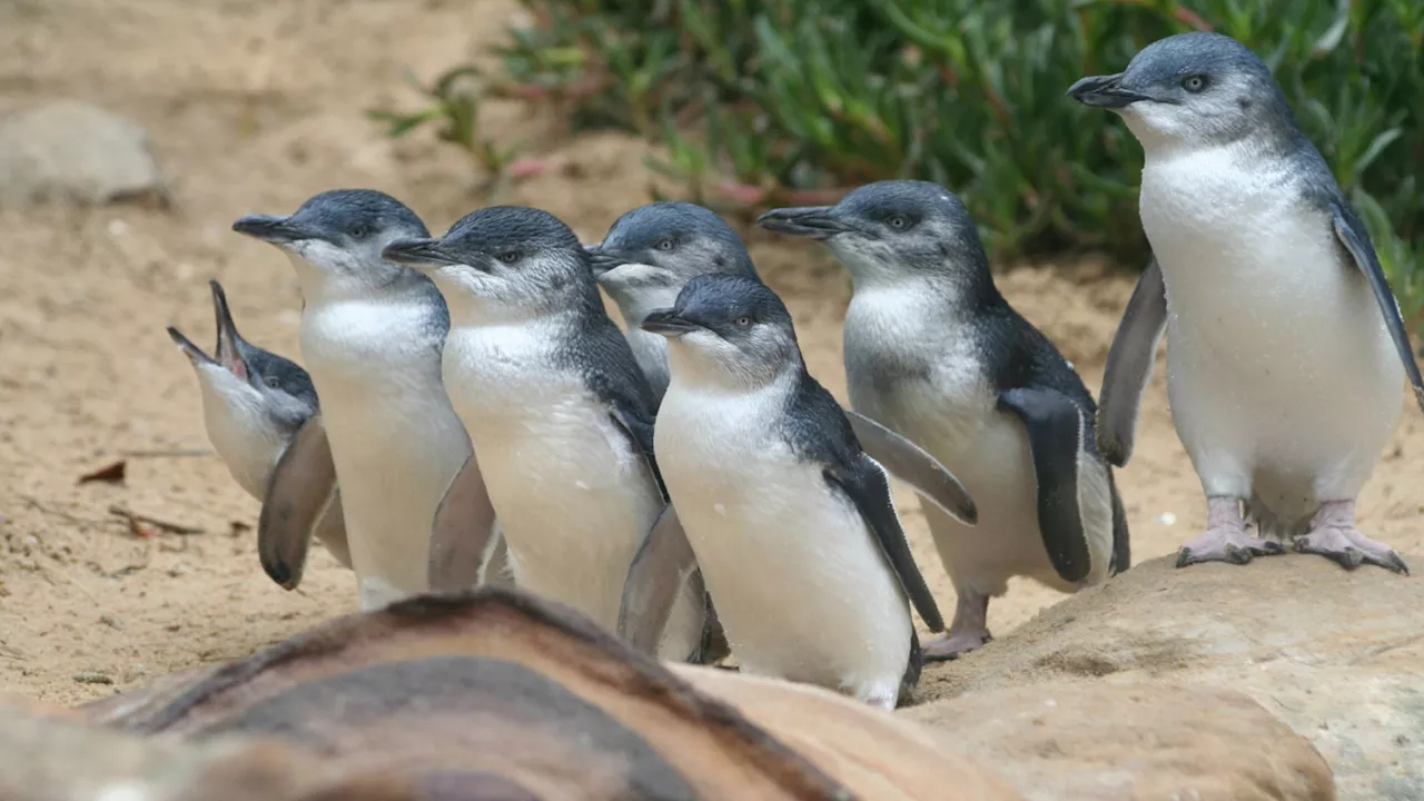 Penguin drama and divorce: Why Phillip Island birds break up after bad breeding