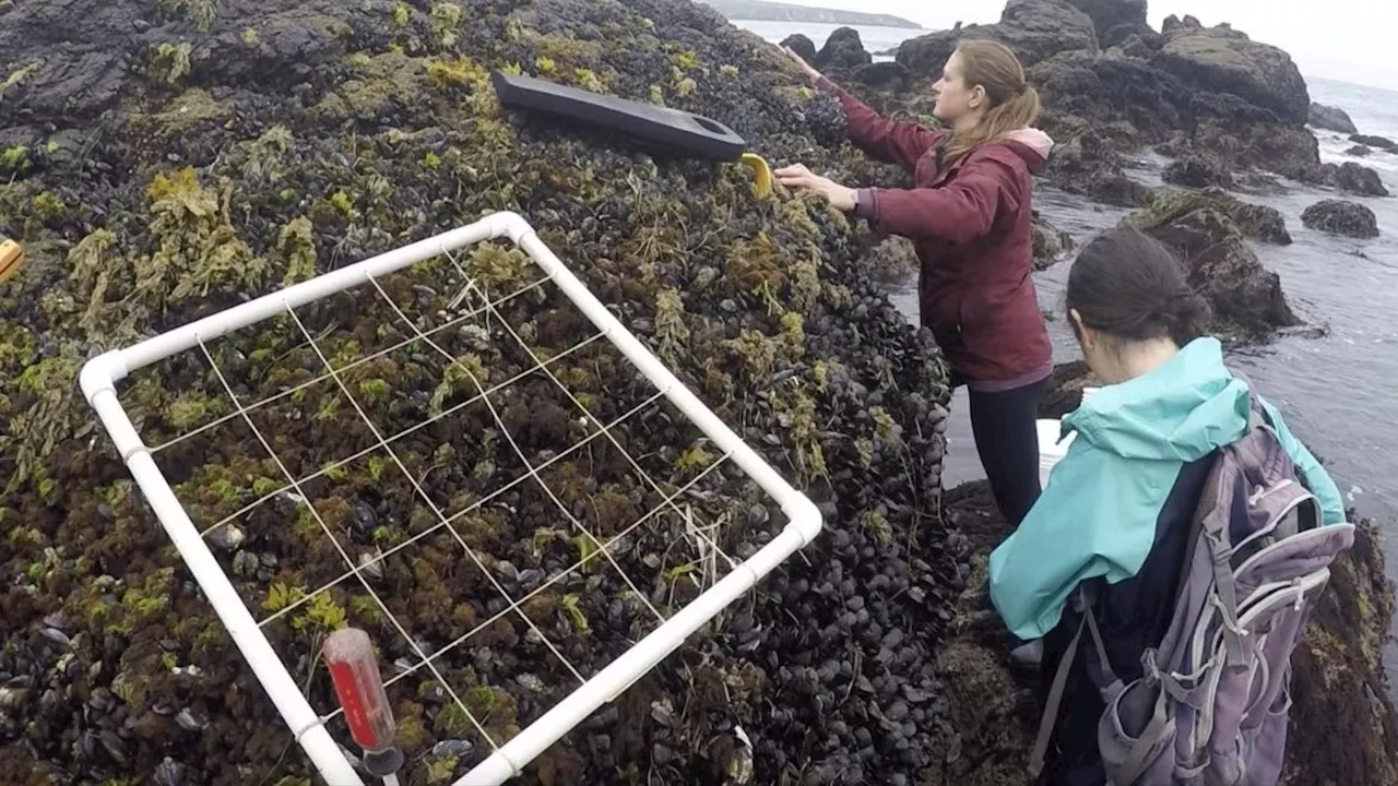 WWII-era mussel bed shows increased biodiversity despite climate change