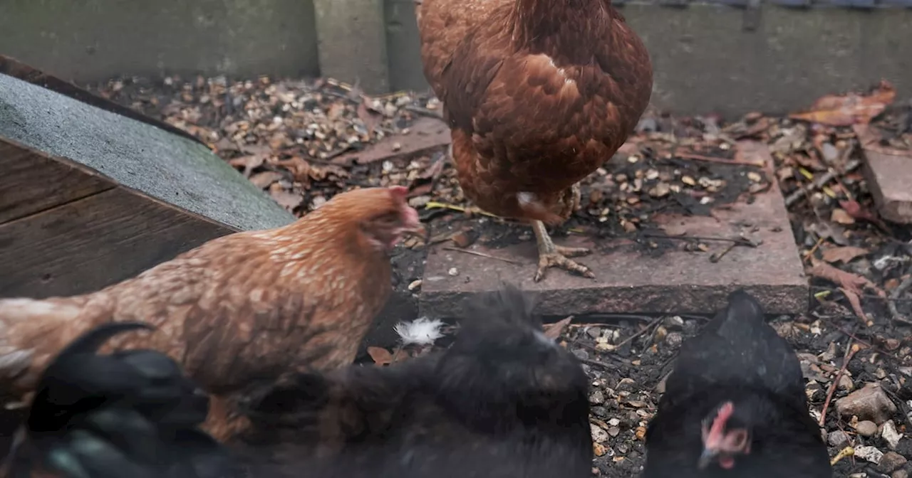 Strict Biosecurity Measures Mandatory for Bird-Keepers in Northern Ireland