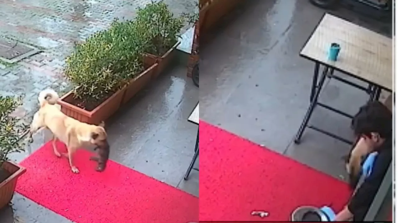 Vídeo: cadela de rua leva seu filhote até a porta de uma clínica veterinária após perceber que ele estava sem reação e viraliza