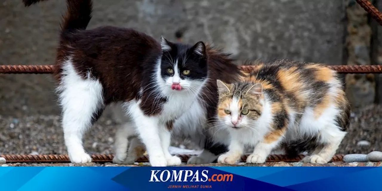 Perbedaan Kucing Liar dan Kucing Jalanan, Bisakah Dipelihara?