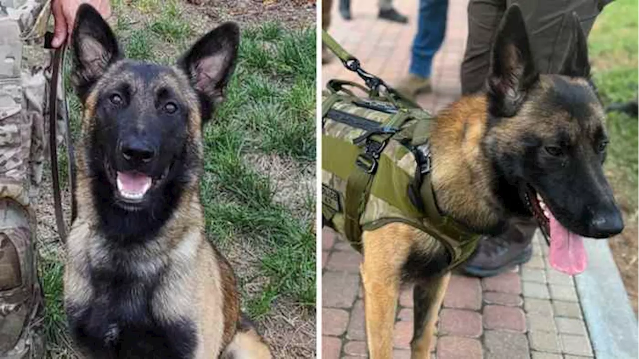 Heroic K-9 Officer Shot During Manhunt in Texas Expected to Make Full Recovery