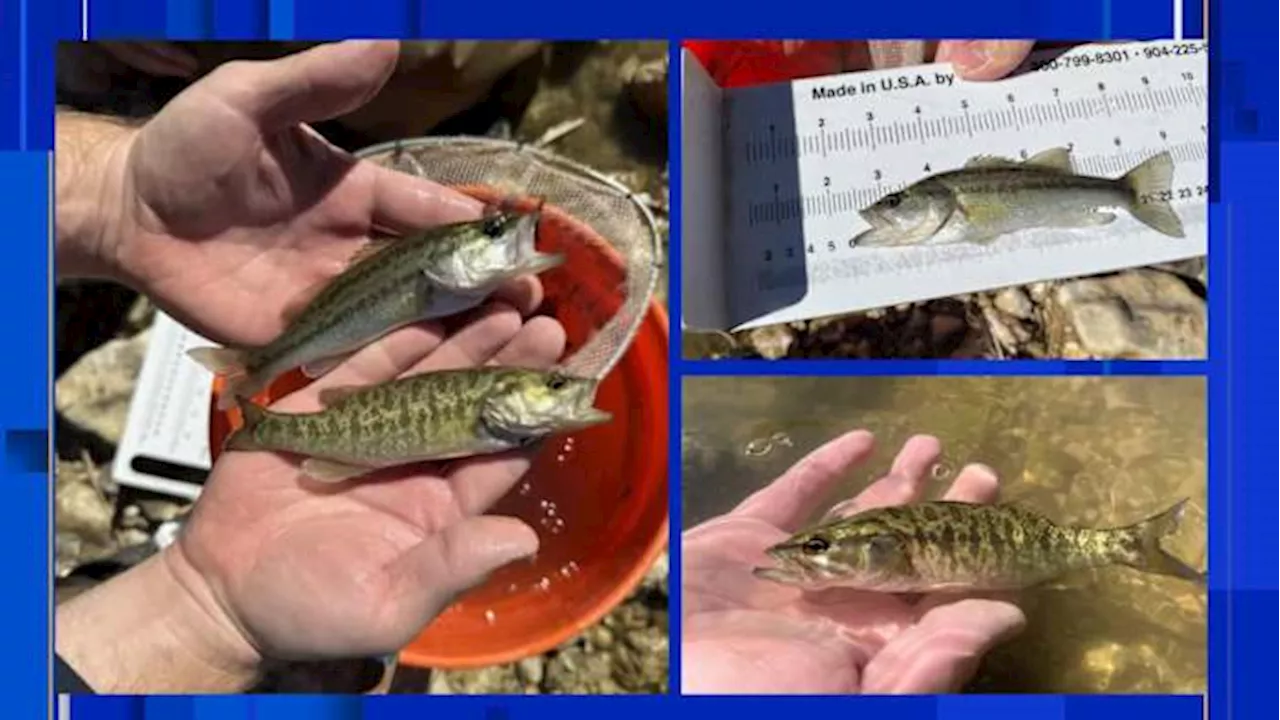 Guadalupe Bass Found in San Pedro Creek, Signaling Ecosystem Health