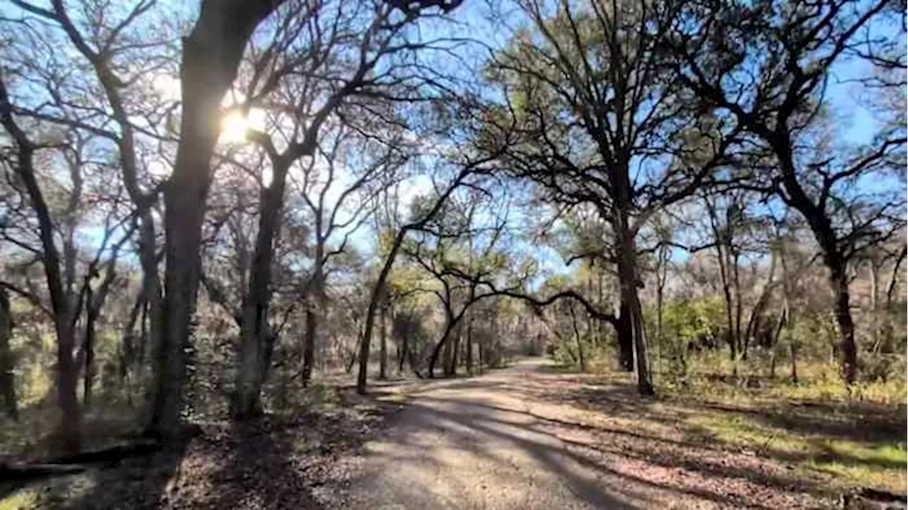 Oak wilt season is upon us. Here’s how to protect your oak trees.