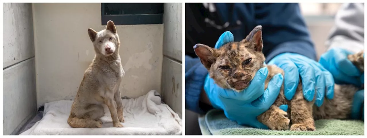 Pasadena Humane Responds to Eaton Fire Tragedy with Emergency Animal Rescue and Care