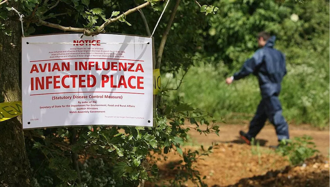 Influenza Aviaria: Aumento dei Casi e Preoccupazione per Mutazioni