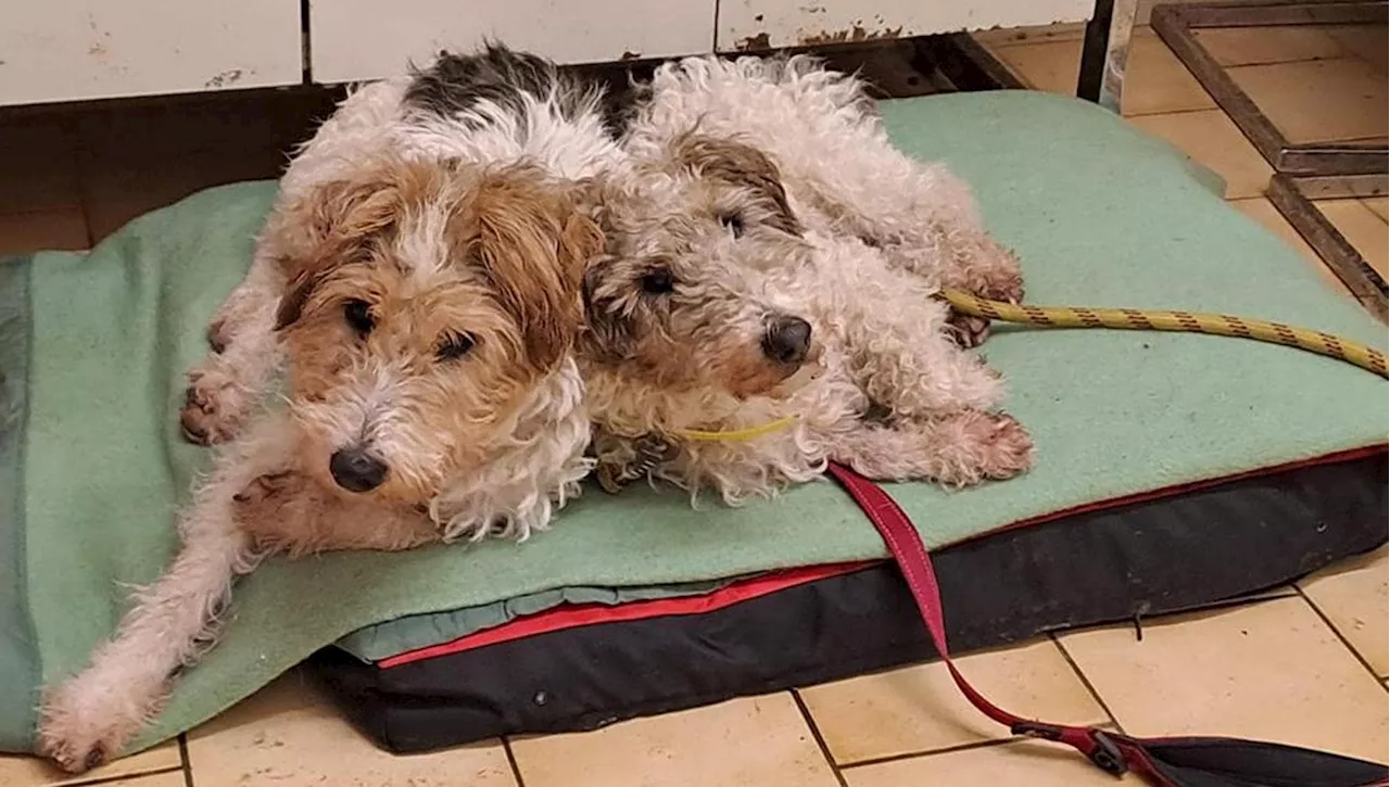 Un lieto fine per Jester e Jackou: i due fratelli cani troveranno finalmente una nuova casa