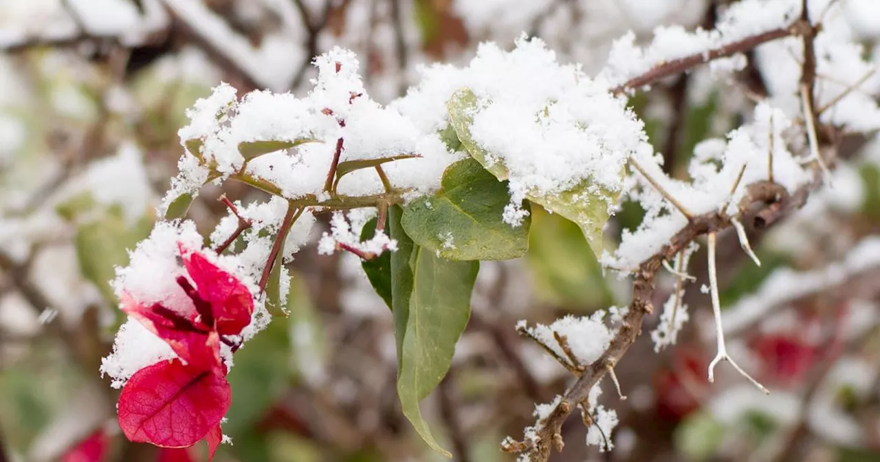 Bougainvillier gelé : ces gestes essentiels pour lui redonner vie