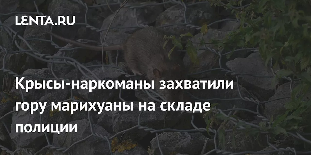 Крысы-наркоманы: склад вещественных доказательств в Хьюстоне стал пристанищем грызунов