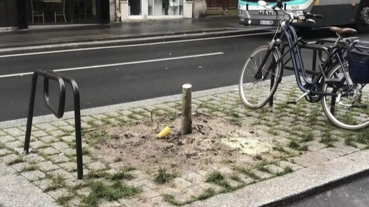 Paris: Débat après l'abattage de sept micocouliers