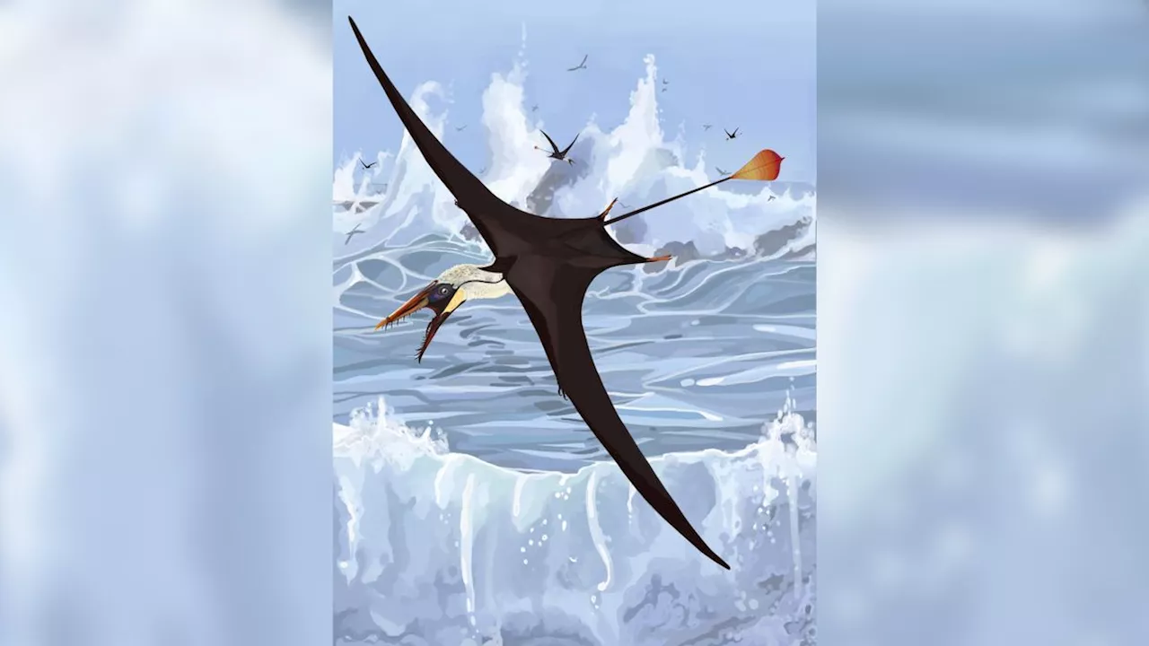 Laser Study Reveals How Pterosaur Tails Maintained Stiffness for Flight