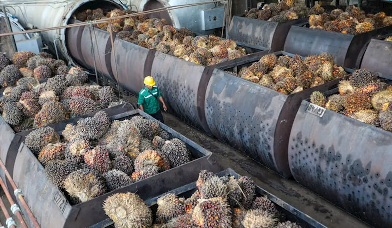 Indonesia Menang Sengketa Dagang Kelapa Sawit di WTO