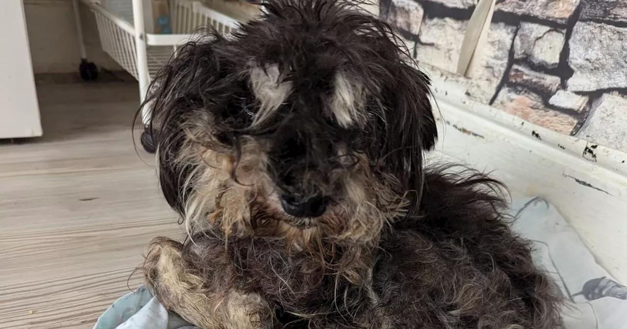 Elderly Dog Euthanized After Owner's Callous Neglect