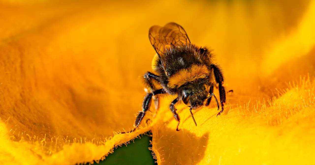 The robotic bees that could help stop an environmental catastrophe