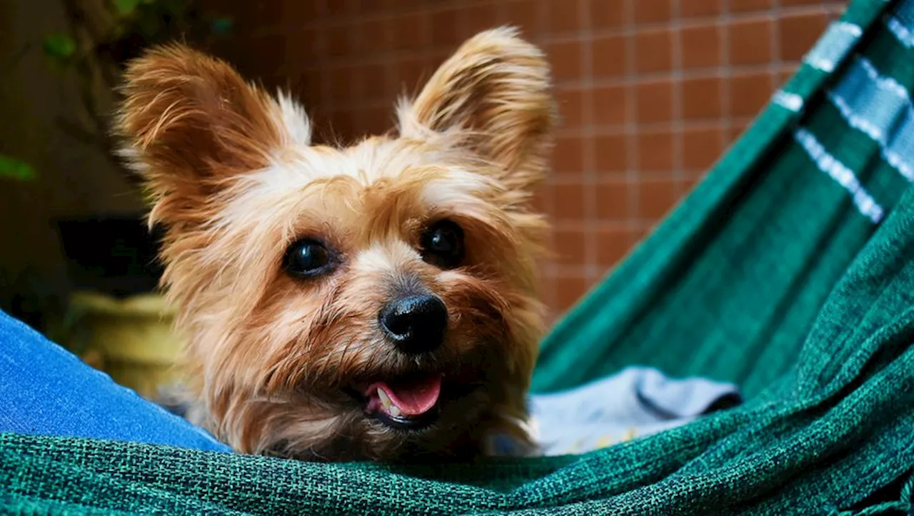 Chien sauve la vie de sa voisine