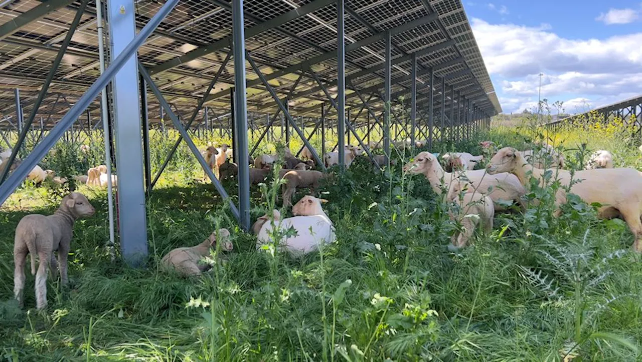 L'agrivoltaïsme : une solution pour l'agriculture et la transition énergétique en France