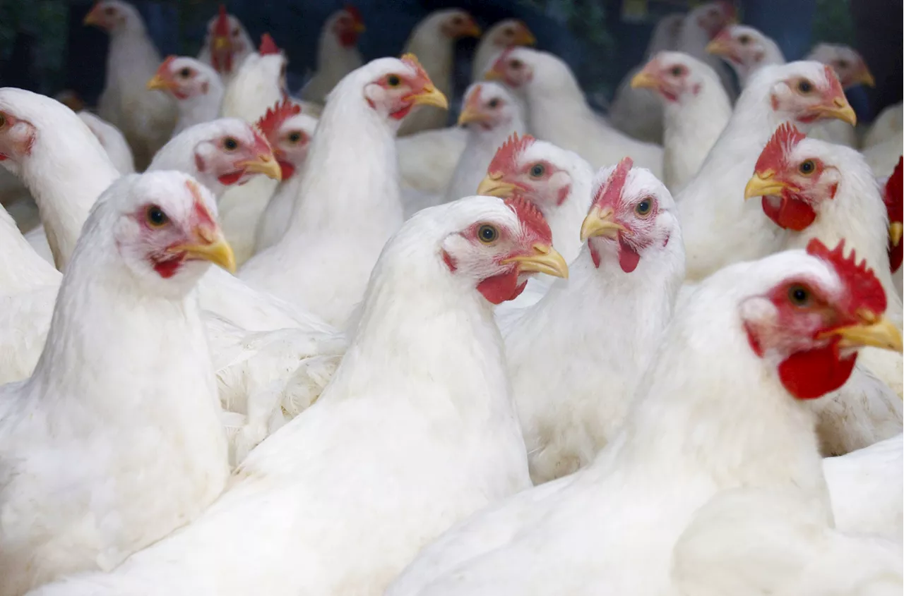 CDC Urges Faster Flu Testing to Track Bird Flu Spread