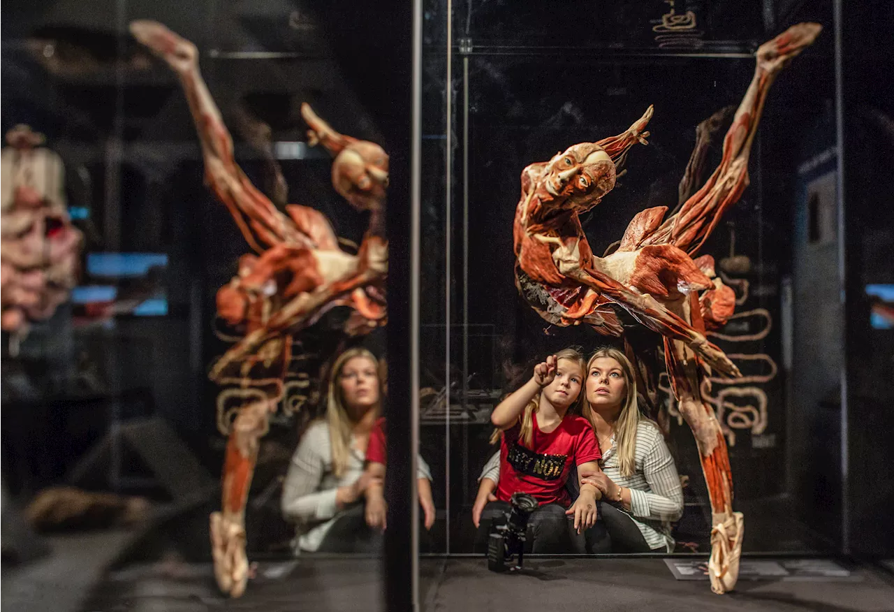 BODY WORLDS: The Anatomical Exhibition Returns to The Franklin Institute