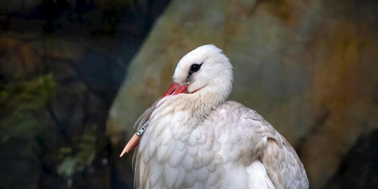 Tiergarten Nürnberg bleibt geschlossen: Verdachtsfall Vogelgrippe