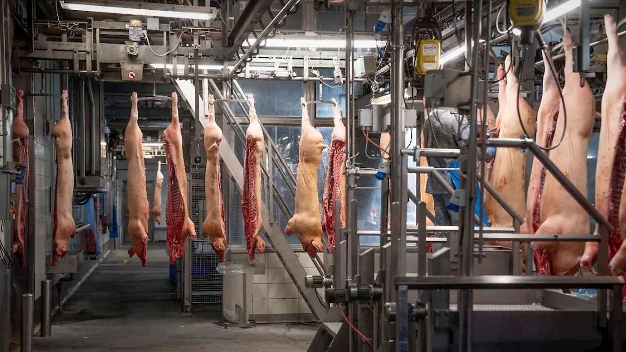 MKS und der britische Export-Stopp: So viel deutsches Schweinefleisch geht nach Großbritannien