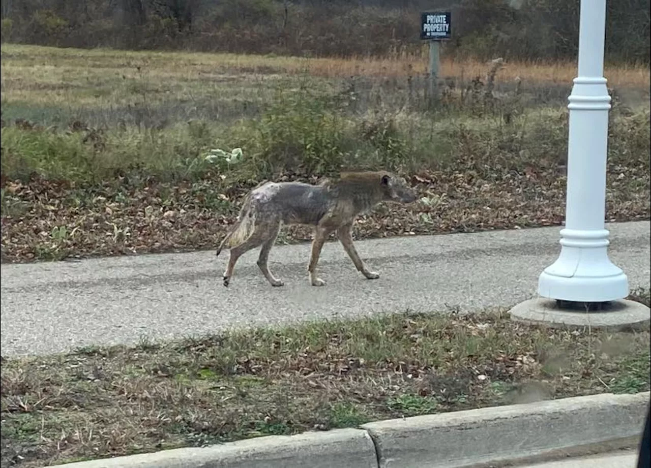 Coyote strike on runway forces United Airlines flight back to Chicago’s O’Hare